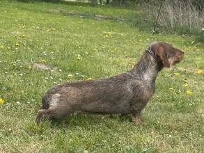 6 Ruhåret Gravhund til salg på købhund.dk
