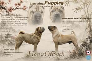 8 Shar Pei til salg på købhund.dk
