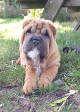 8 Shar Pei til salg på købhund.dk