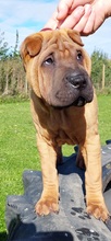 8 Shar Pei til salg på købhund.dk