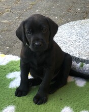 7 Labrador Retriever til salg på købhund.dk