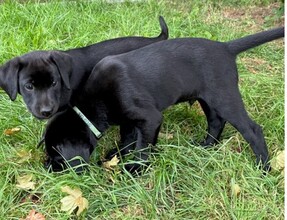 7 Labrador Retriever til salg på købhund.dk