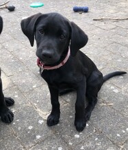 7 Labrador Retriever til salg på købhund.dk