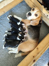 5 Beagle til salg på købhund.dk