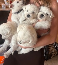 5 West Highland White Terrier til salg på købhund.dk