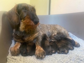 8 Ruhåret Gravhund til salg på købhund.dk