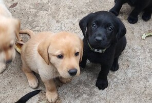 8 Labrador Retriever til salg på købhund.dk