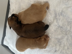 3 Bichon Havanais til salg på købhund.dk