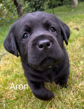 5 Labrador Retriever til salg på købhund.dk