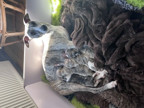 4 Whippet til salg på købhund.dk
