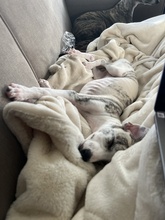 4 Whippet til salg på købhund.dk