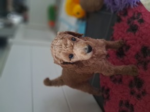 6 Pudel, stor til salg på købhund.dk
