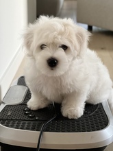 3 Coton de Tulear til salg på købhund.dk