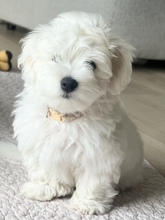 3 Coton de Tulear til salg på købhund.dk
