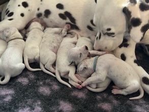 8 Dalmatiner til salg på købhund.dk