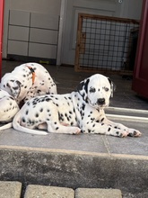 8 Dalmatiner til salg på købhund.dk