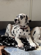 8 Dalmatiner til salg på købhund.dk