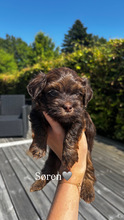 5 Bichon Havanais til salg på købhund.dk