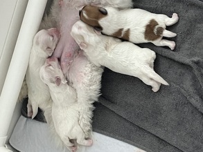 4 Coton de Tulear til salg på købhund.dk