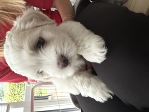 4 Coton de Tulear til salg på købhund.dk