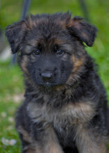 5 Schæferhund, stockhåret til salg på købhund.dk