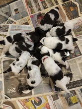 9 Kleiner Münsterländer til salg på købhund.dk