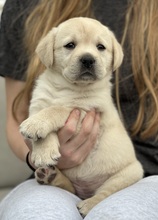 8 Labrador Retriever til salg på købhund.dk