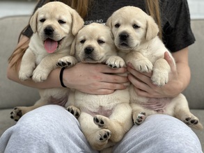 8 Labrador Retriever til salg på købhund.dk