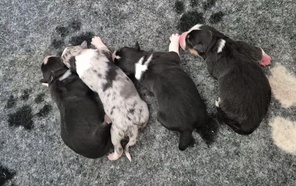 4 Australian Shepherd til salg på købhund.dk