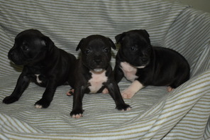 9 Staffordshire Bull Terrier til salg på købhund.dk
