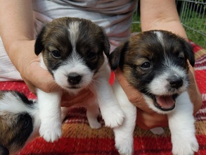 5 Jack Russell Terrier til salg på købhund.dk