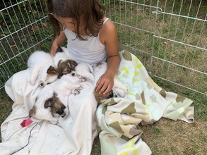 5 Jack Russell Terrier til salg på købhund.dk