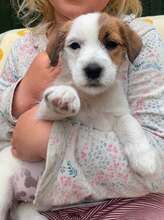 5 Jack Russell Terrier til salg på købhund.dk