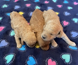 3 Pudel, dværg til salg på købhund.dk