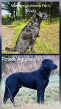 9 Labrador Retriever til salg på købhund.dk
