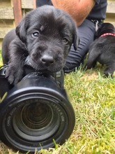 9 Labrador Retriever til salg på købhund.dk