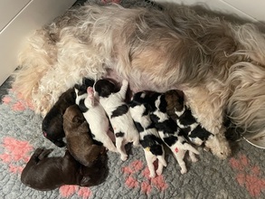9 Bichon Havanais til salg på købhund.dk
