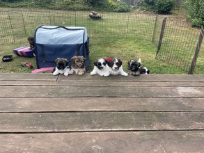 9 Bichon Havanais til salg på købhund.dk