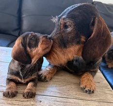 6 Ruhåret Gravhund til salg på købhund.dk
