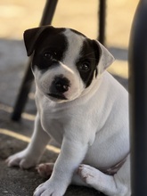 5 Staffordshire Bull Terrier til salg på købhund.dk