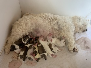 9 Bichon Havanais til salg på købhund.dk