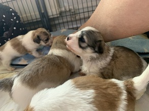 9 Bichon Havanais til salg på købhund.dk