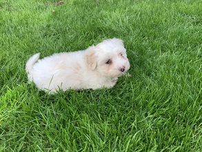 9 Bichon Havanais til salg på købhund.dk