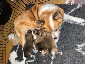 3 Islandsk Fårehund til salg på købhund.dk