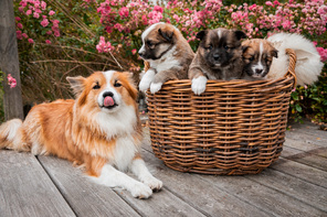 3 Islandsk Fårehund til salg på købhund.dk