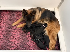 9 Schæferhund,langstockh. m. underuld til salg på købhund.dk