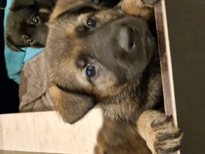 10 Schæferhund, stockhåret til salg på købhund.dk