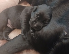 7 Labrador Retriever til salg på købhund.dk
