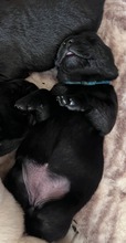 7 Labrador Retriever til salg på købhund.dk