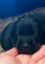 7 Labrador Retriever til salg på købhund.dk
